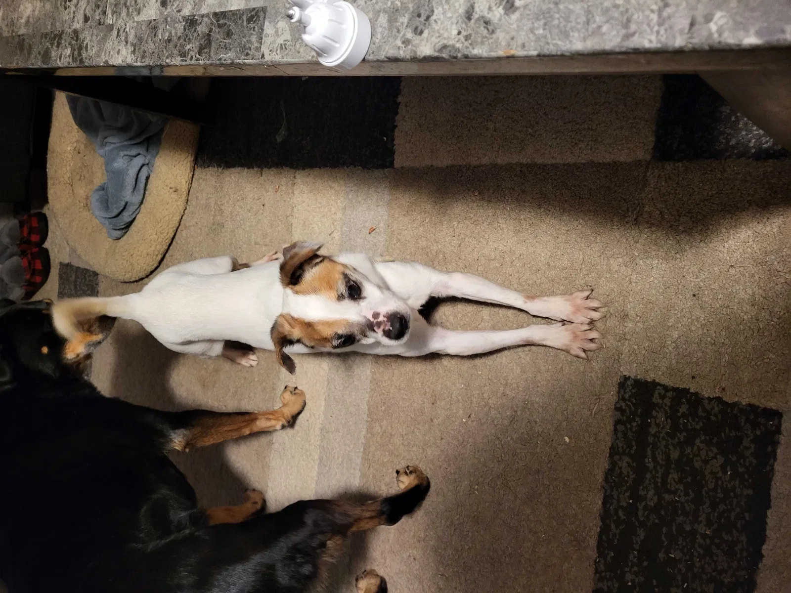Found dog in Shohola, PA, 18458
