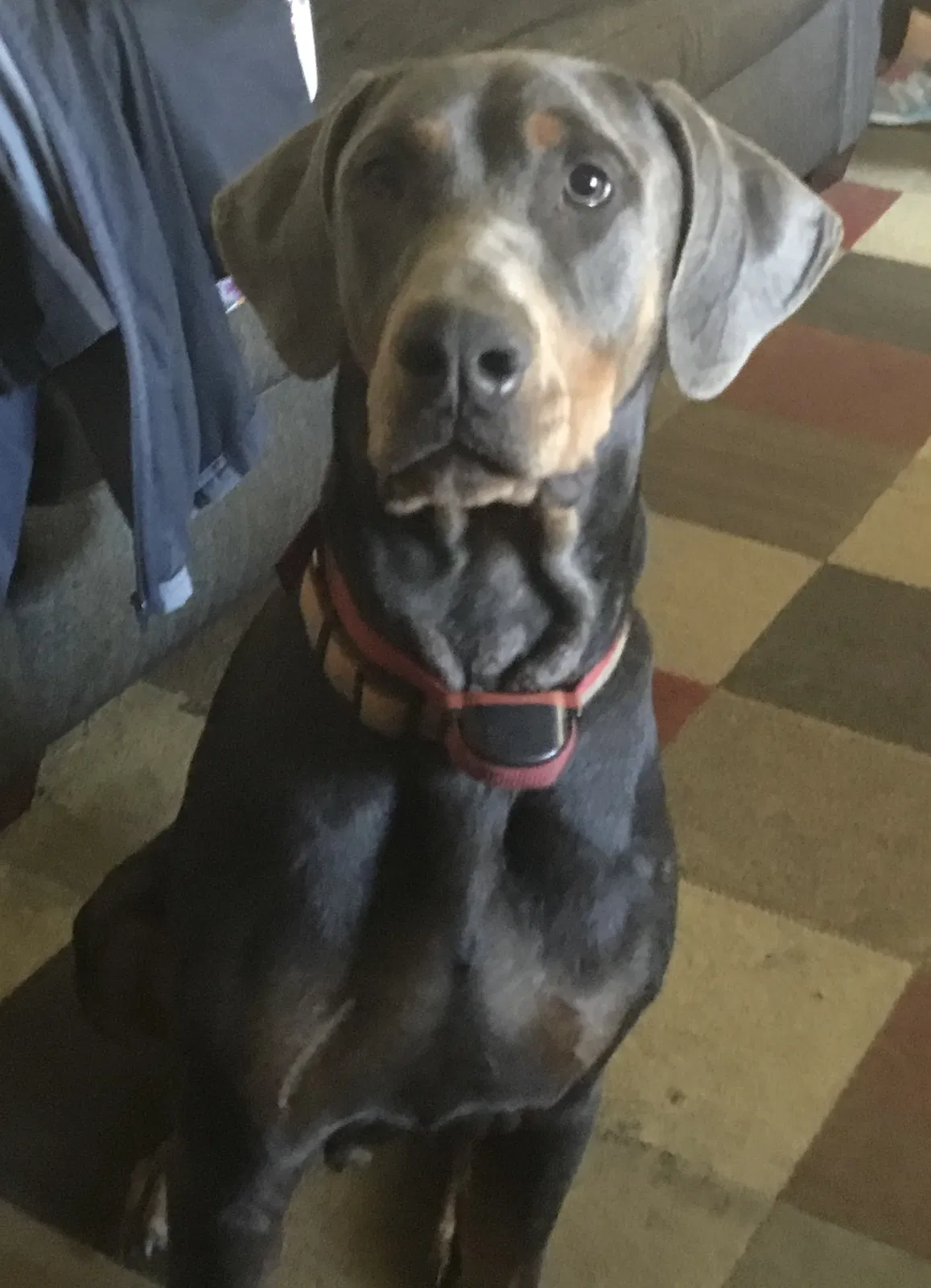 Lost dog in Greensboro, NC, 27406