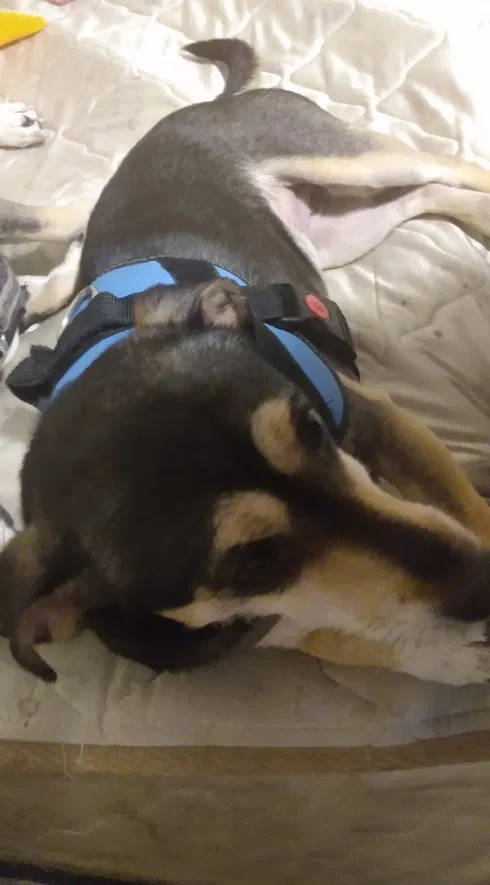 Lost dog in Las Vegas, NV, 89101