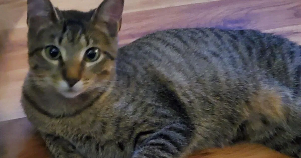 Lost cat in Round Rock, TX, 78681