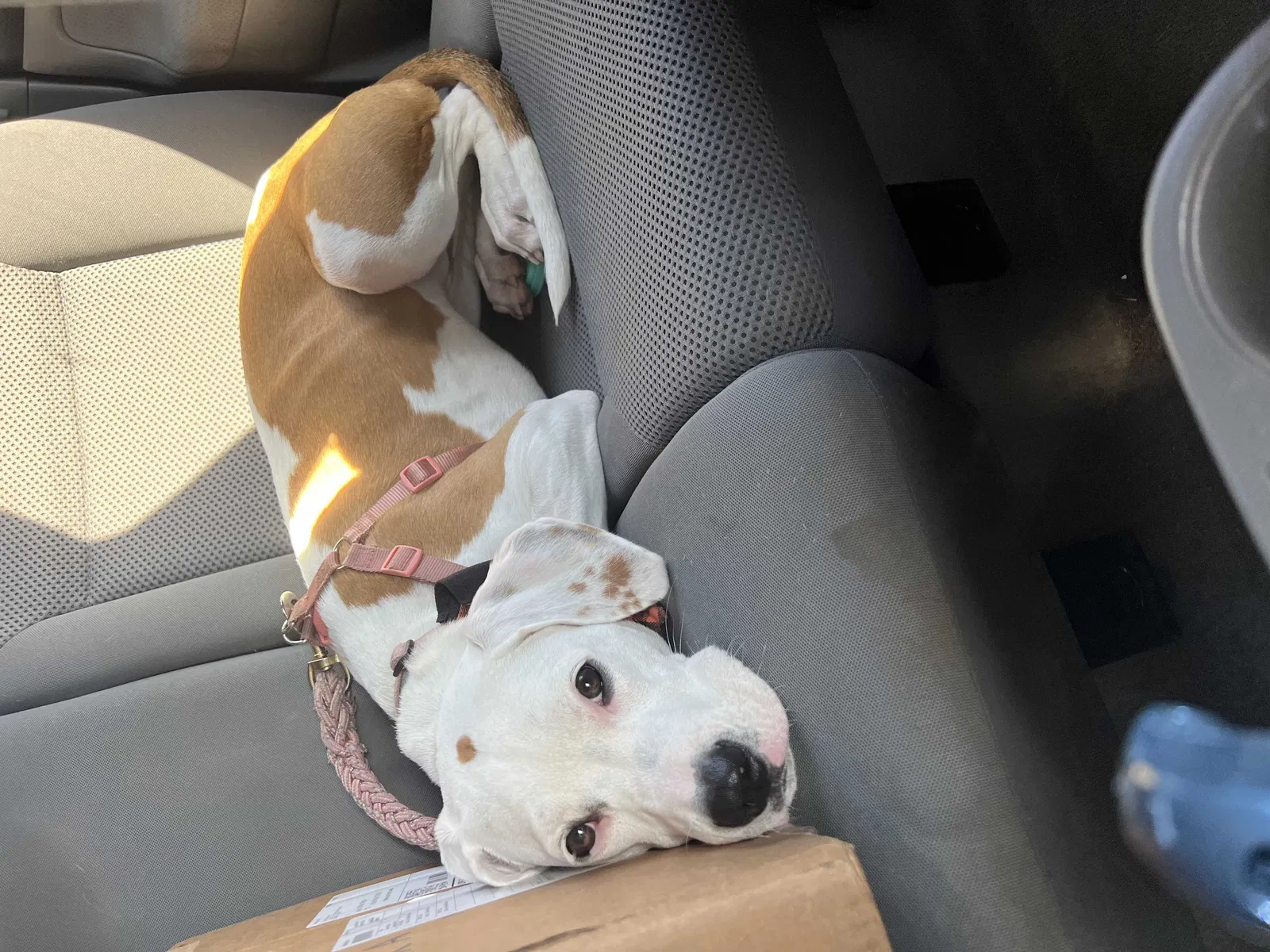 Lost dog in Charleston, SC, 29407
