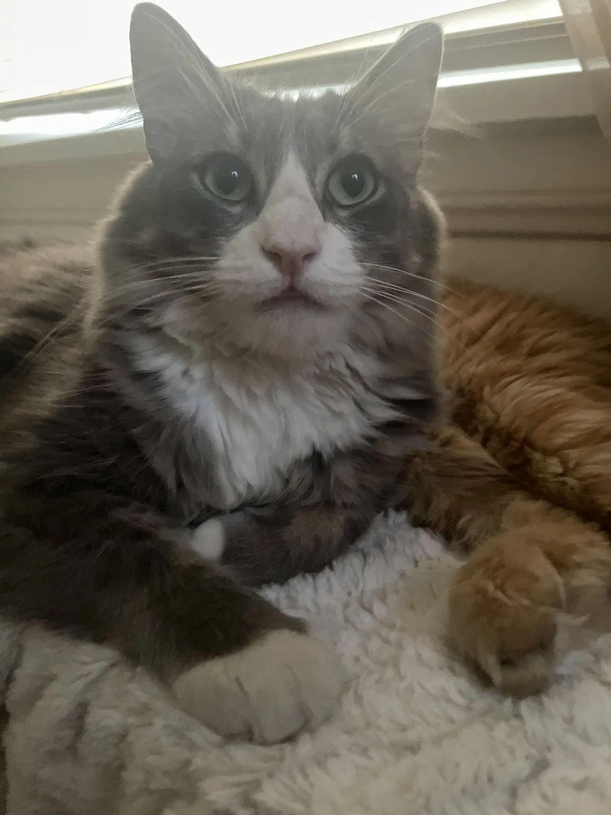 Lost cat in Lakewood, CA, 90712