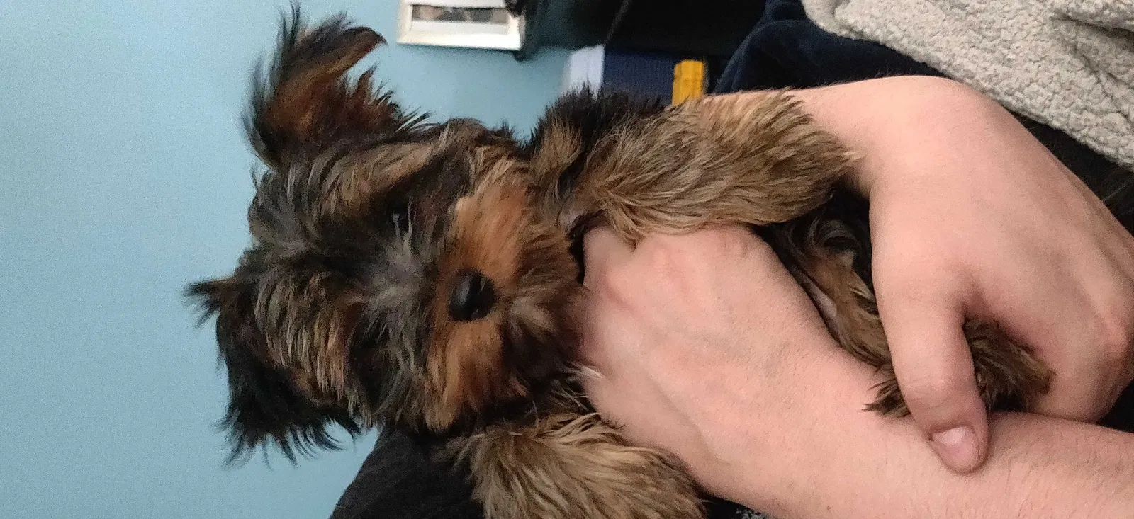 Lost dog in Fredericksburg, VA, 22407
