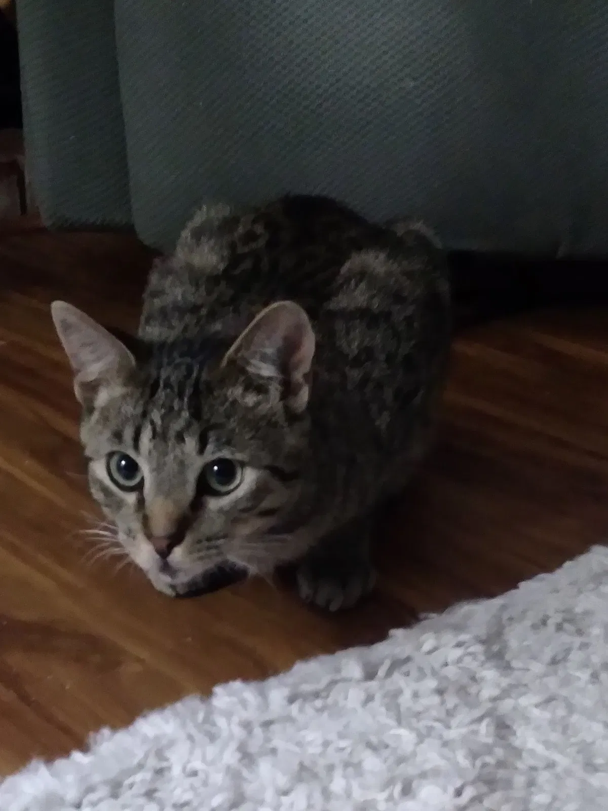 Lost cat in Modesto, CA, 95350