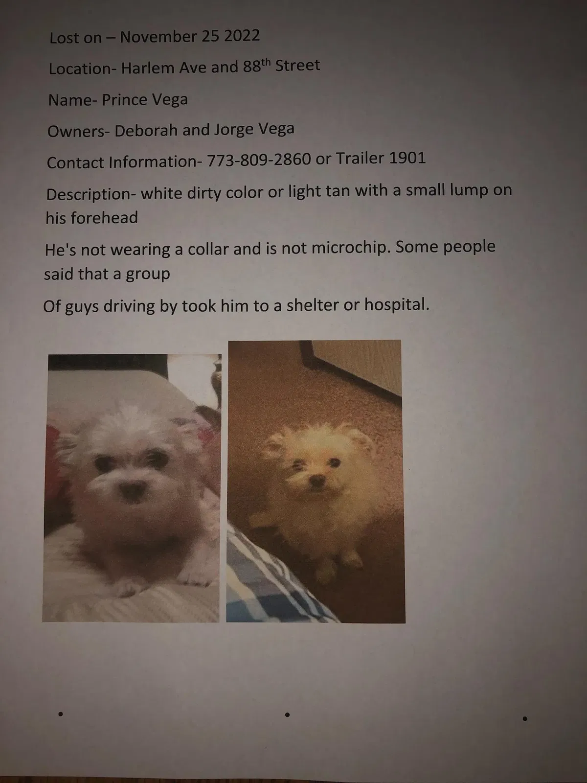 Lost dog in Bridgeview, IL, 60455