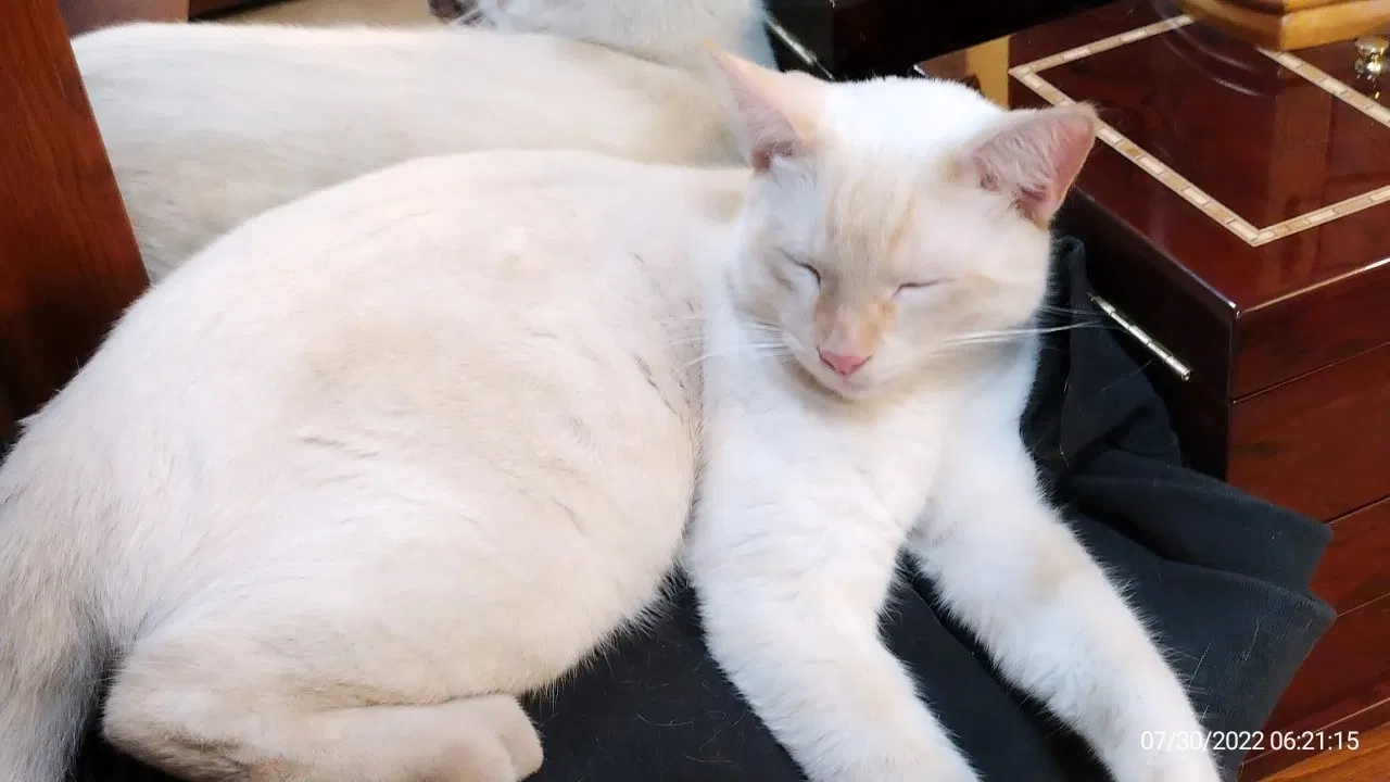 Lost cat in Huntington Beach, CA, 92647