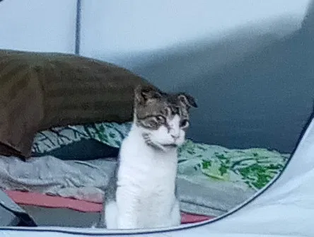 Lost cat in Cartersville, GA, 30120