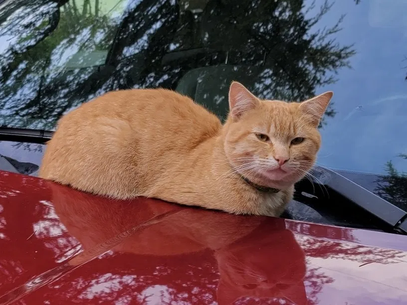 Lost cat in Arlington, WA, 98223