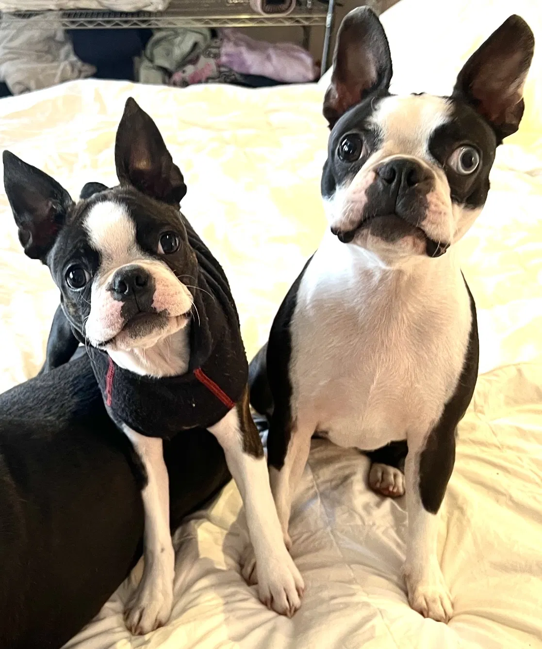 Lost dog in Longmont, CO, 80503