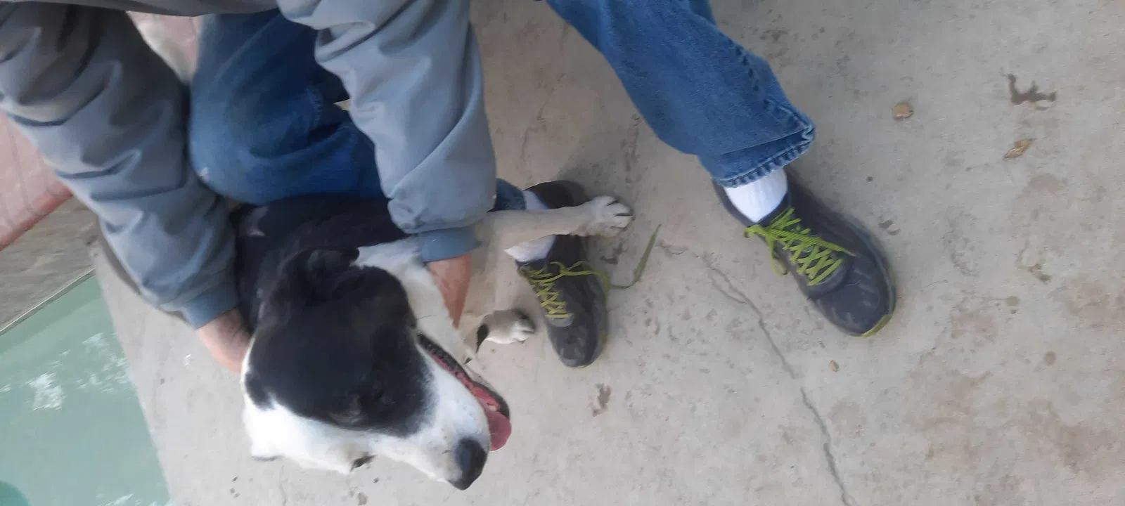 Found dog in Lemoore, CA, 93245