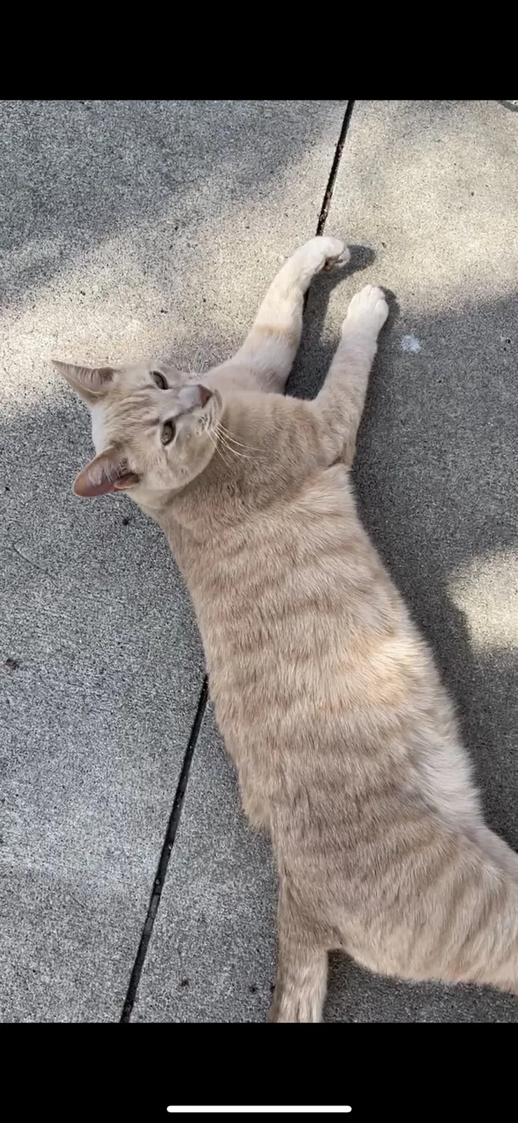 Lost cat in West Des Moines, IA, 50265