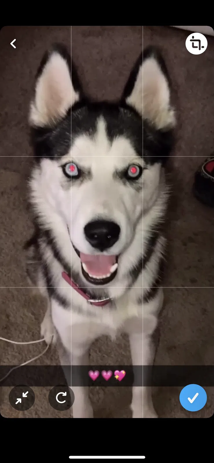 Lost dog in Albuquerque, NM, 87109