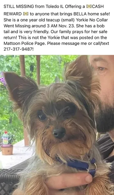 Lost dog in Toledo, IL, 62468