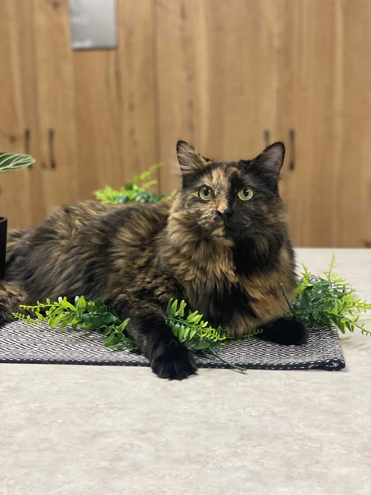 Lost cat in Cuyahoga Falls, OH, 44223