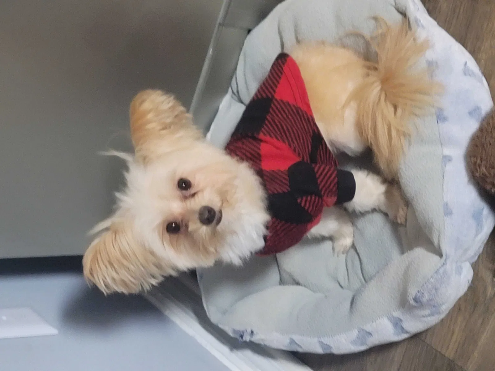 Lost dog in Ocala, FL, 34475