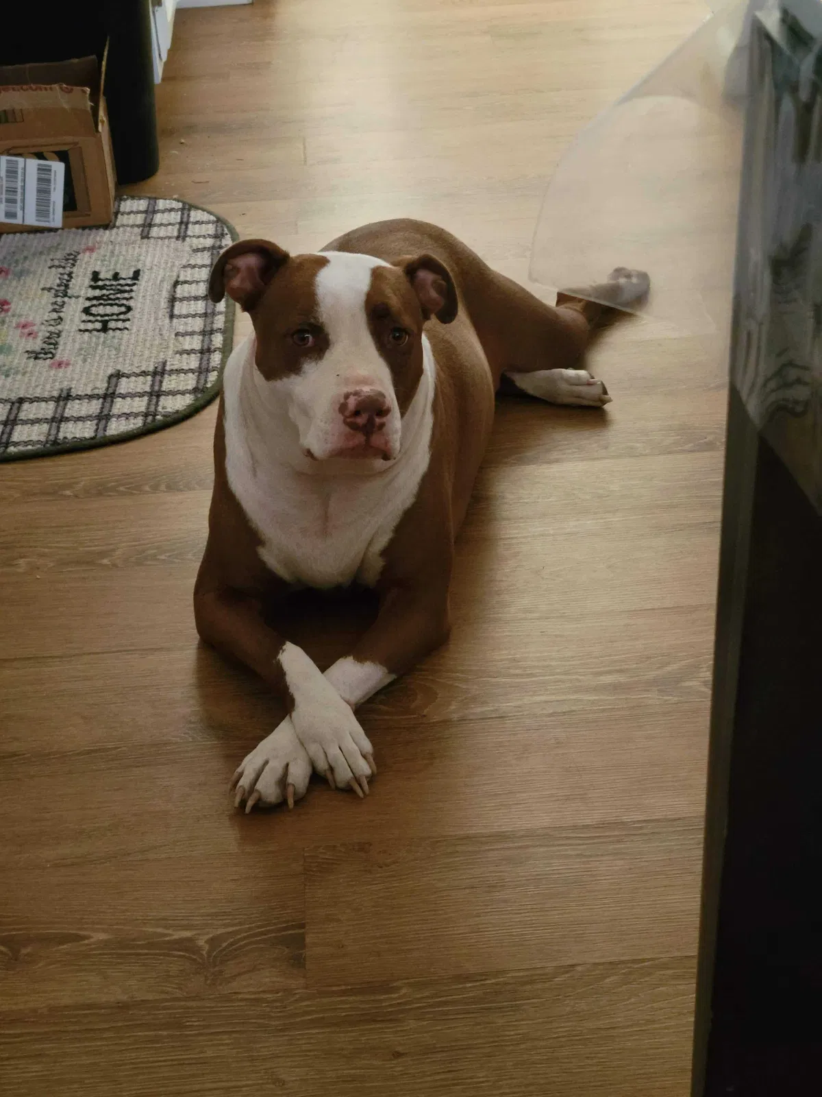 Lost dog in Ontario, CA, 91764