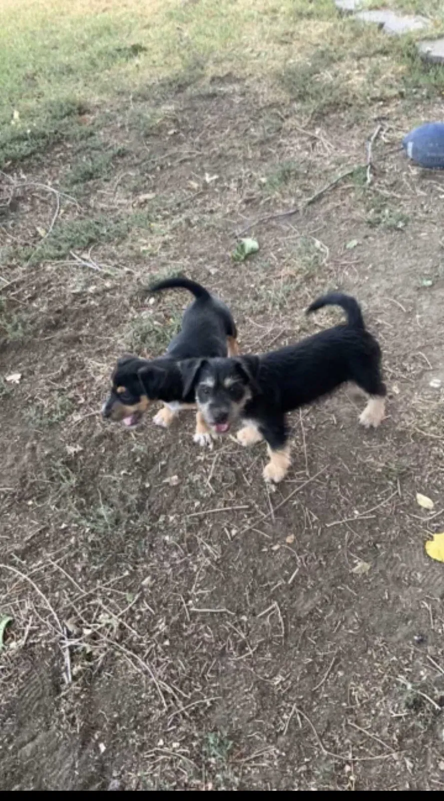 Lost dog in Tracy, CA, 95377