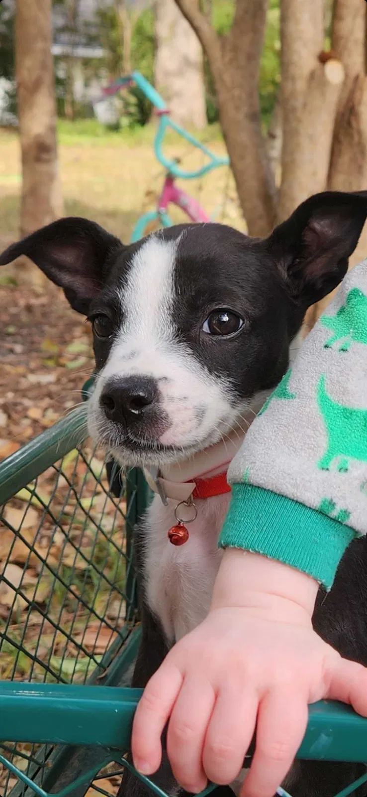 Lost dog in Fort Worth, TX, 76177
