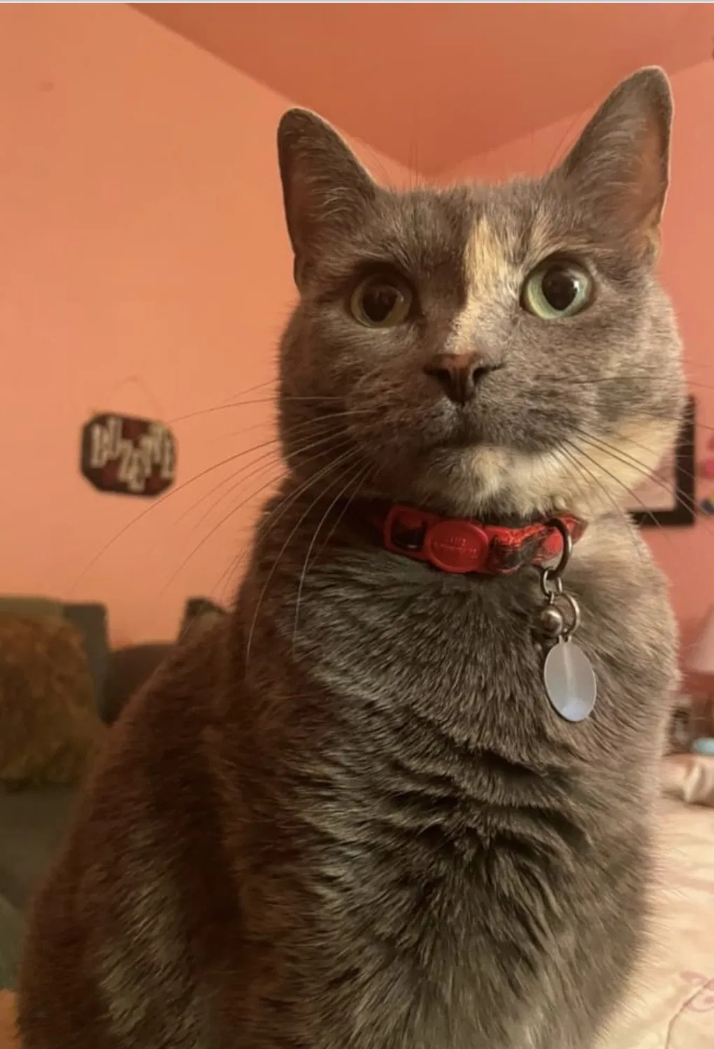 Lost cat in Livonia, MI, 48150