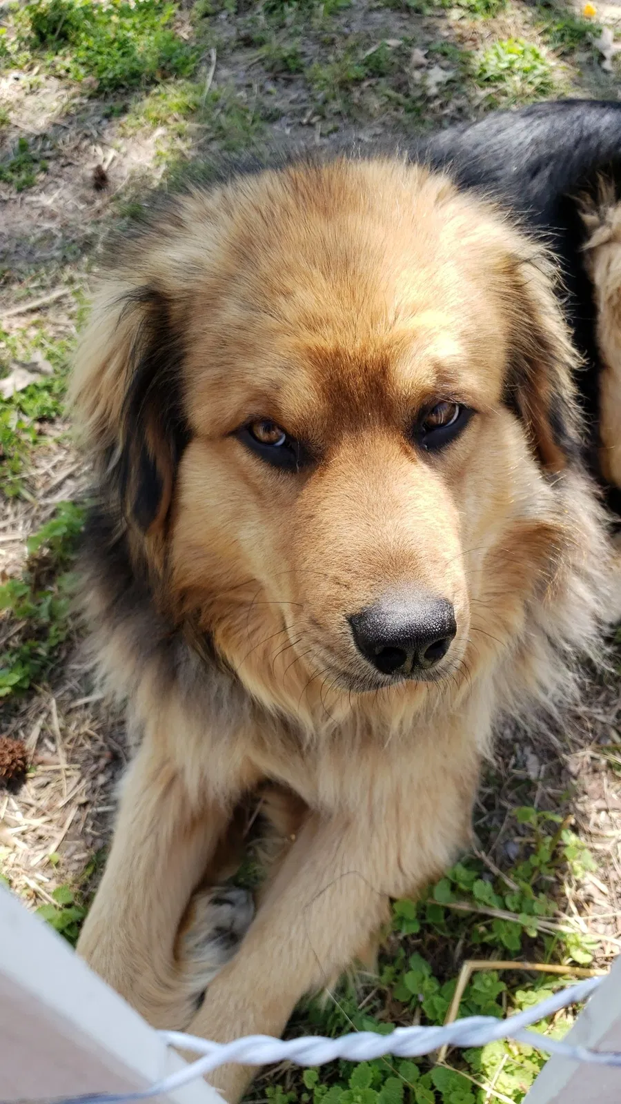 Lost dog in Bauxite, AR, 72011