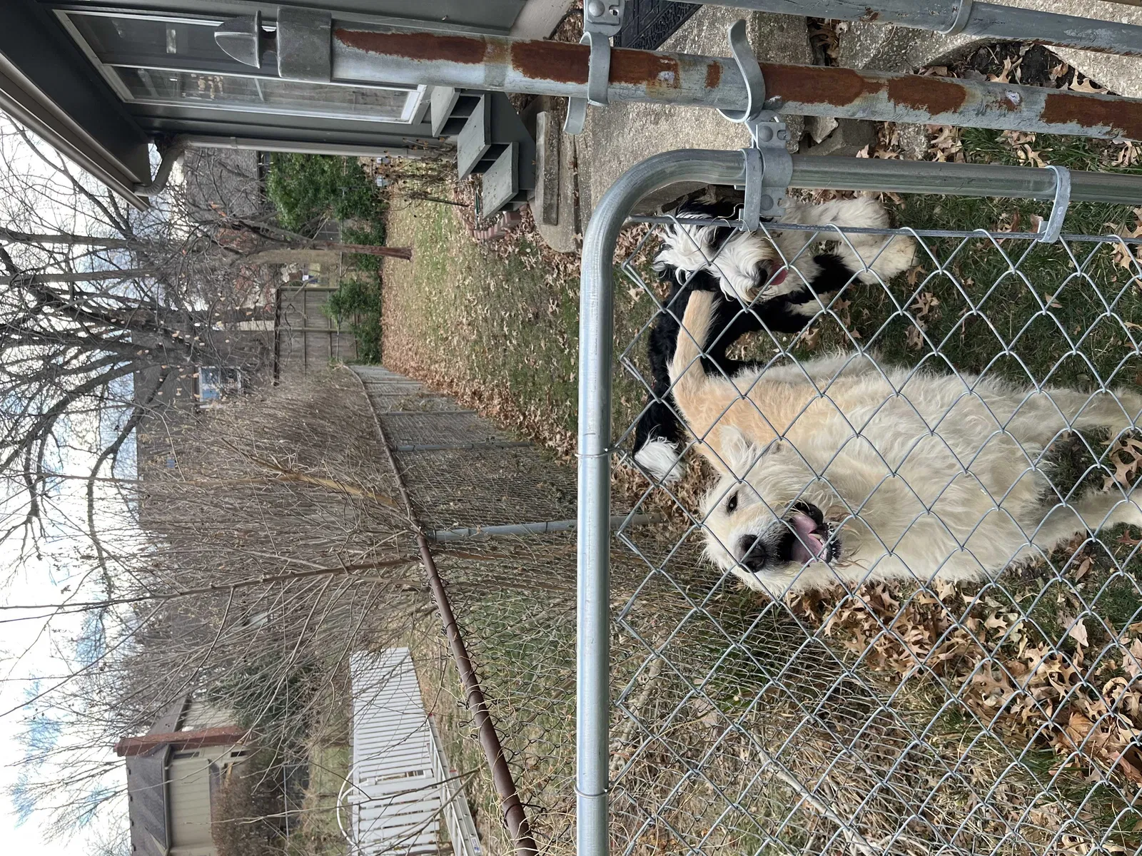 Found dog in Overland Park, KS, 66214