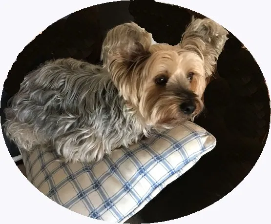 Lost dog in Vacaville, CA, 95688
