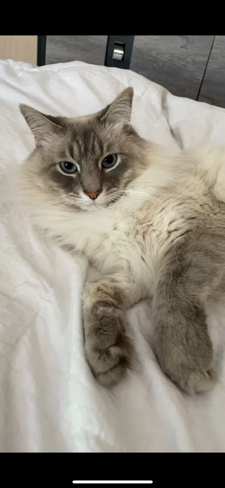 Lost cat in Louisville, KY, 40299