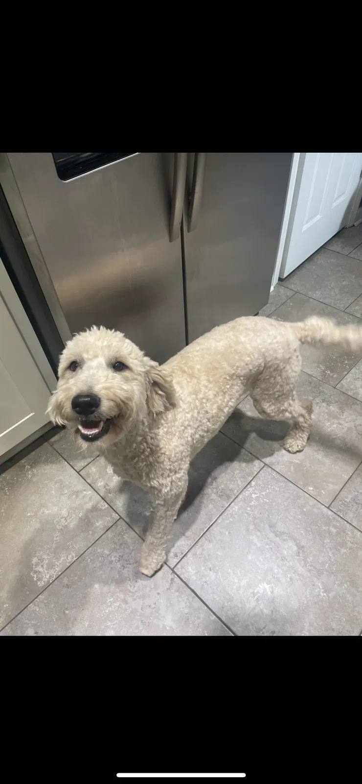 Lost dog in Jonesboro, AR, 72401