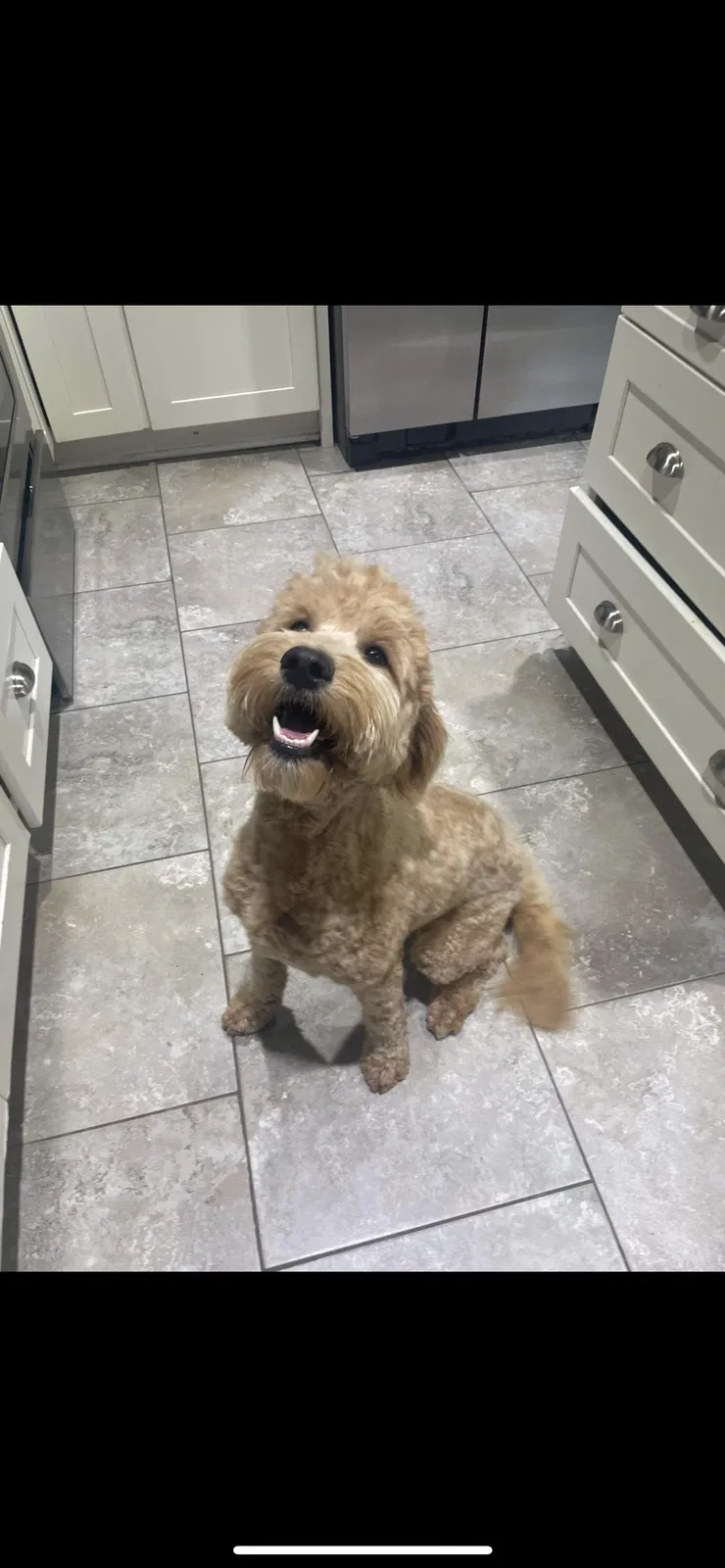 Lost dog in Jonesboro, AR, 72401