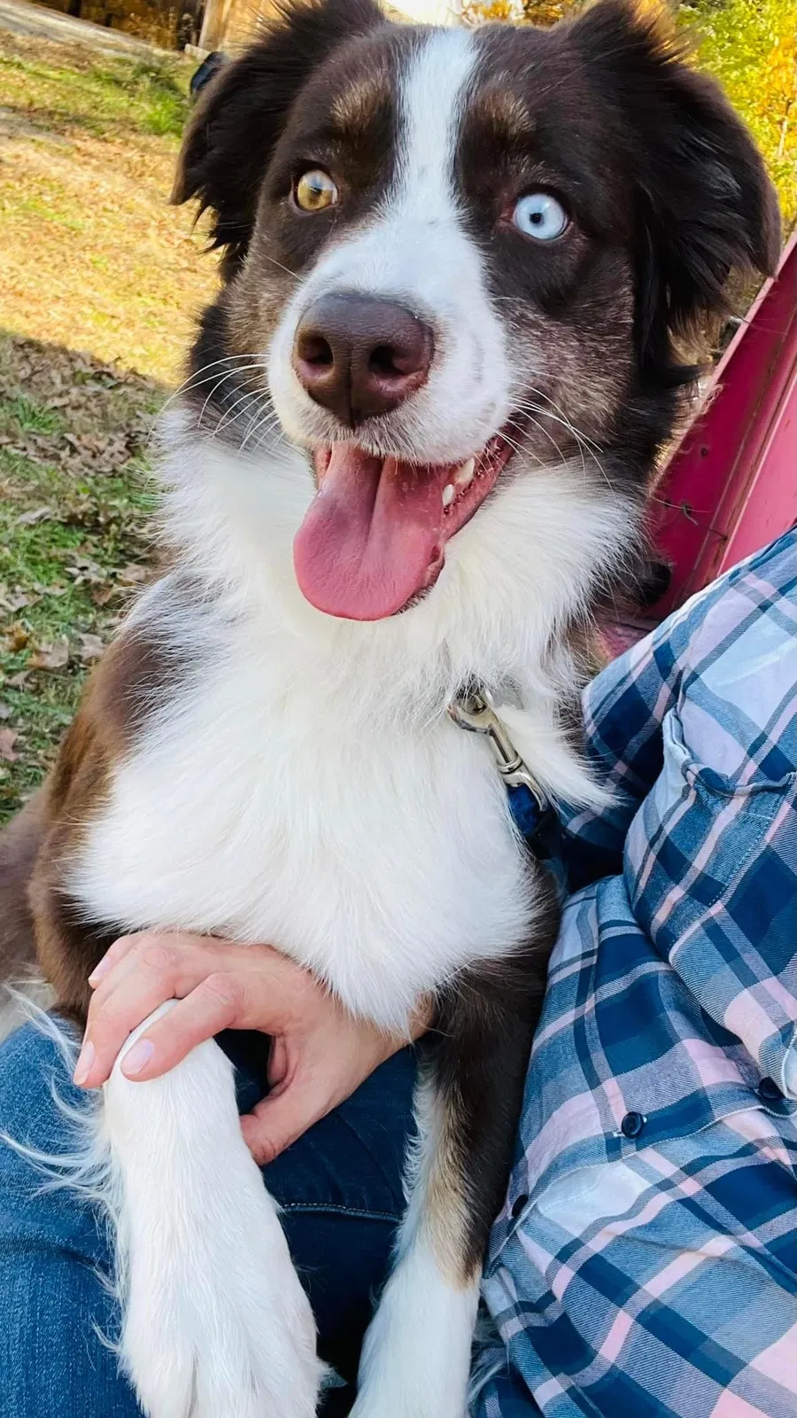 Lost dog in Newaygo, MI, 49337