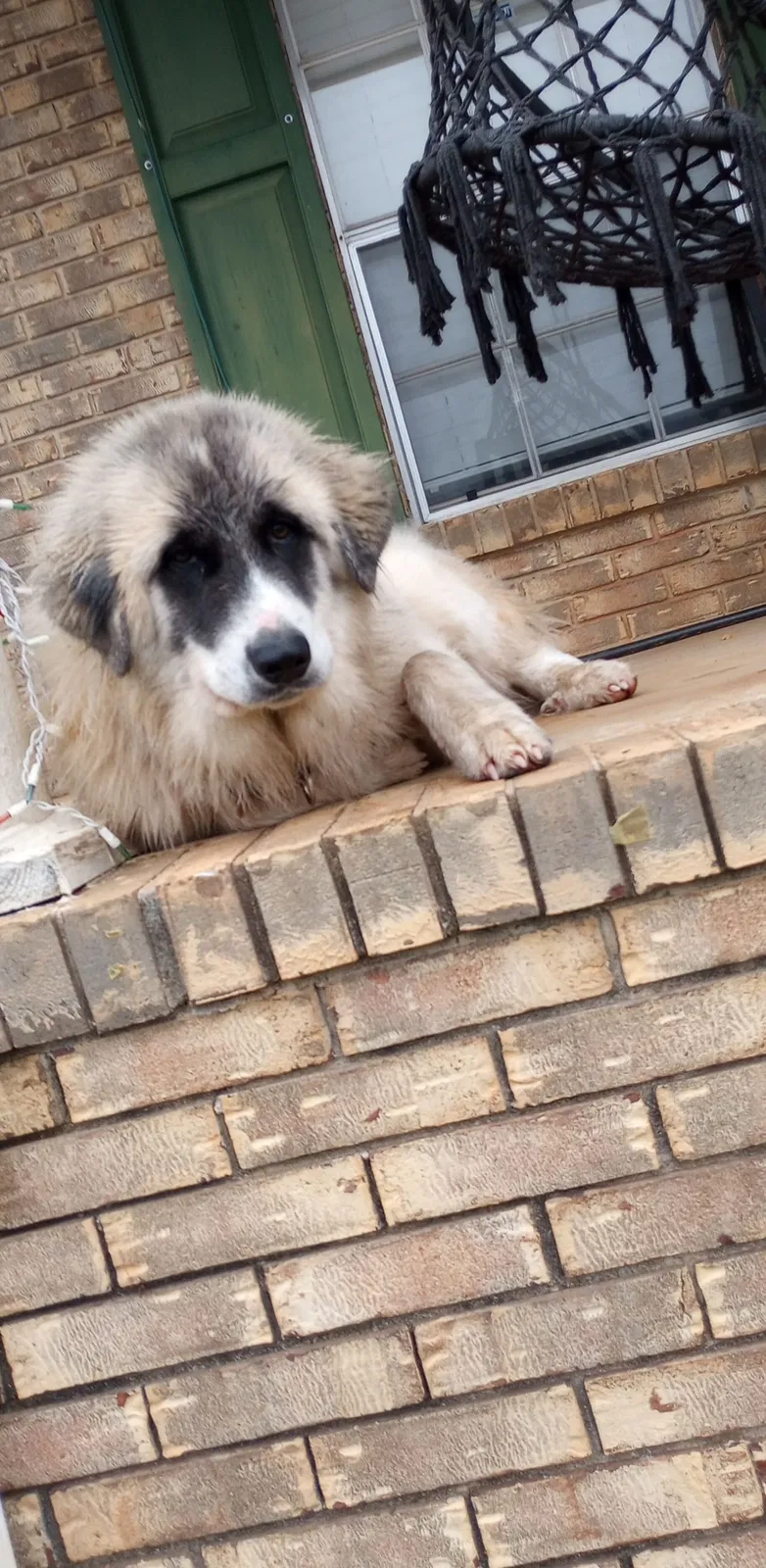 Lost dog in Gadsden, AL, 35901