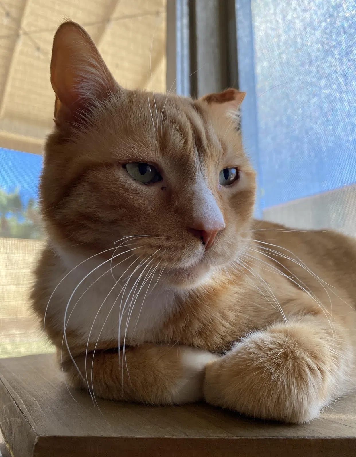 Lost cat in Phoenix, AZ, 85022