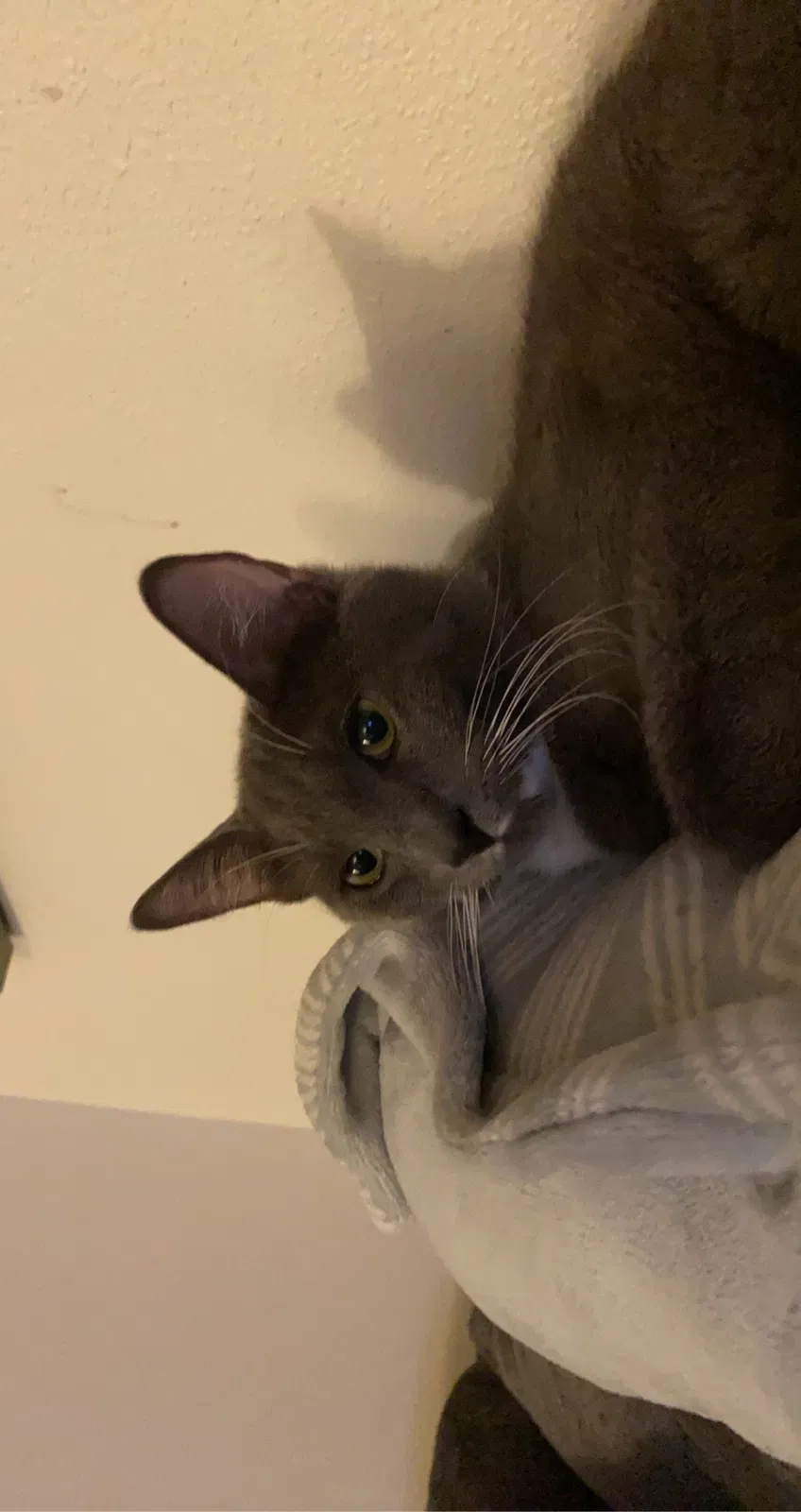 Lost cat in Tacoma, WA, 98444