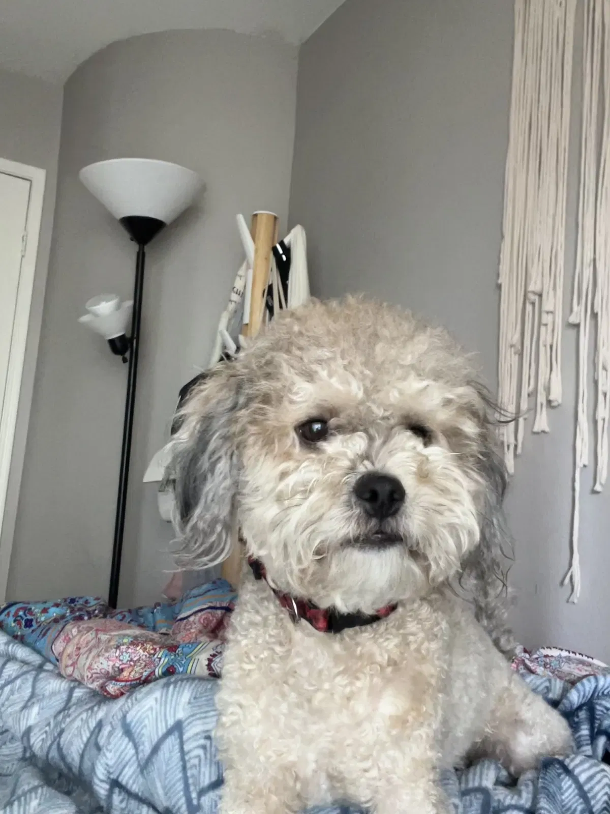 Lost dog in Port Hueneme, CA, 93041
