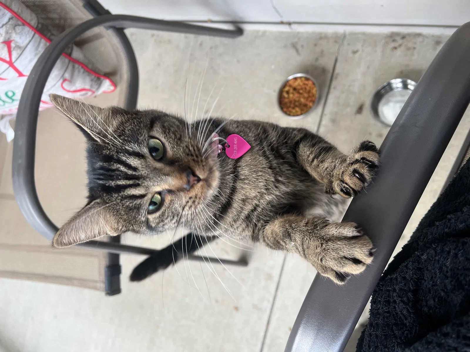 Lost cat in Ashland, OH, 44805