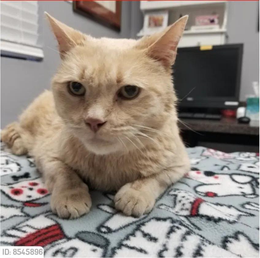 Lost cat in Corpus Christi, TX, 78404