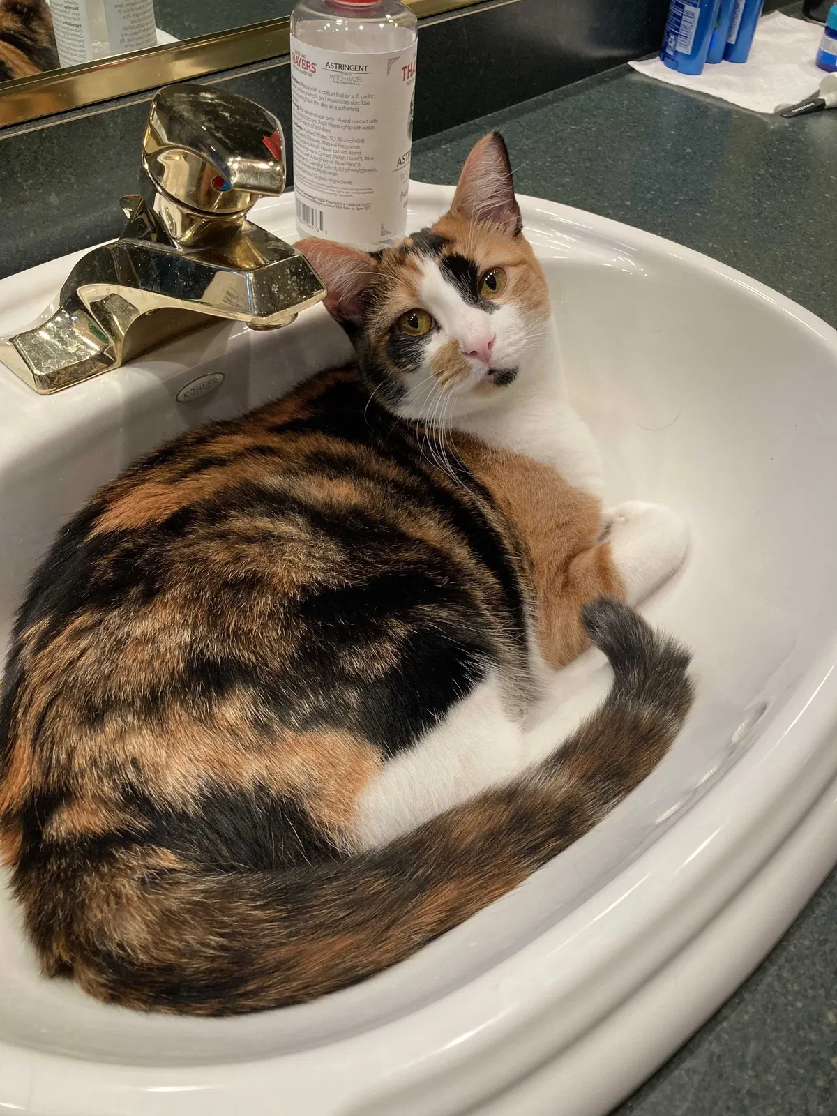Lost cat in Warrenville, IL, 60555
