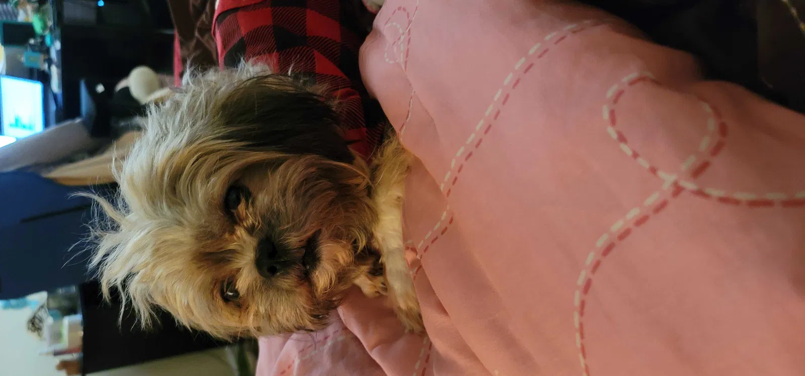 Lost dog in Houston, TX, 77023