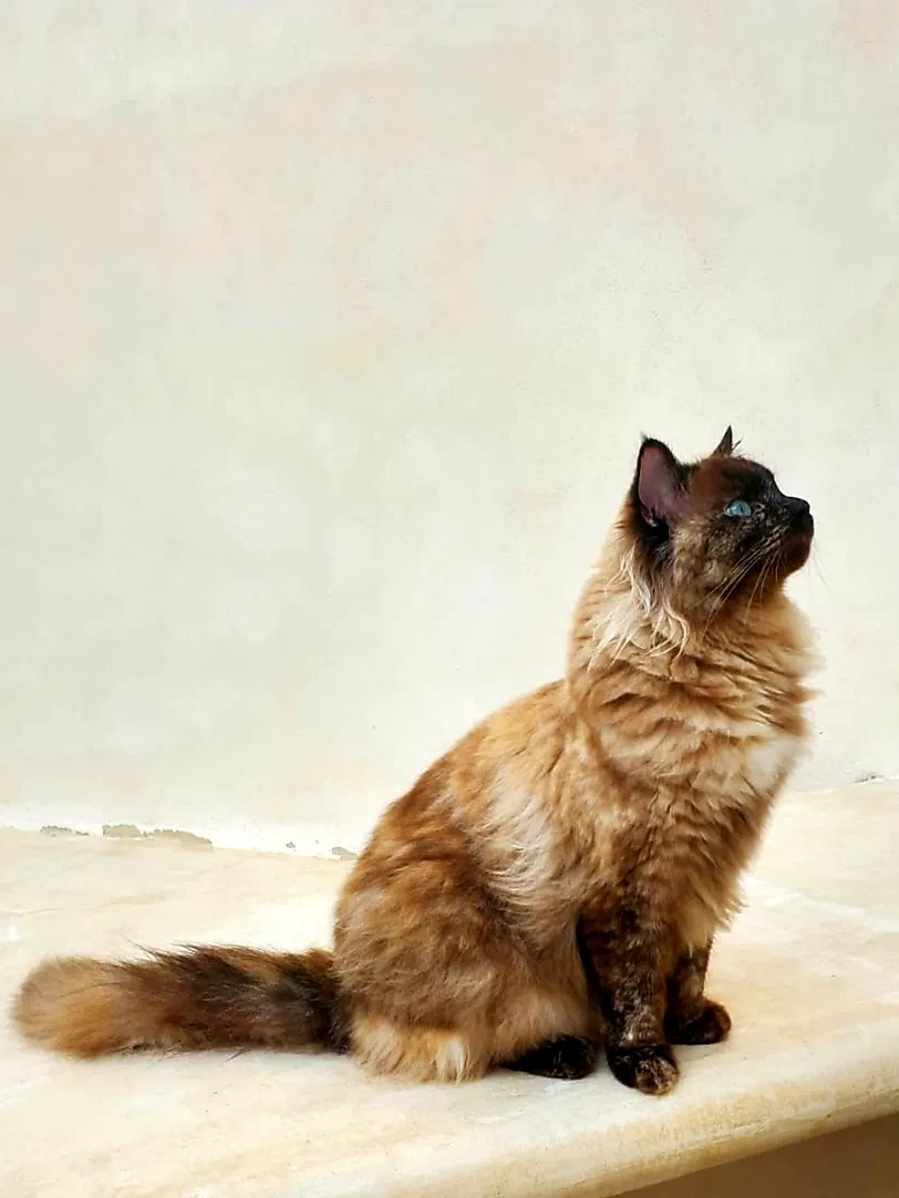Lost cat in Orlando, FL, 32809