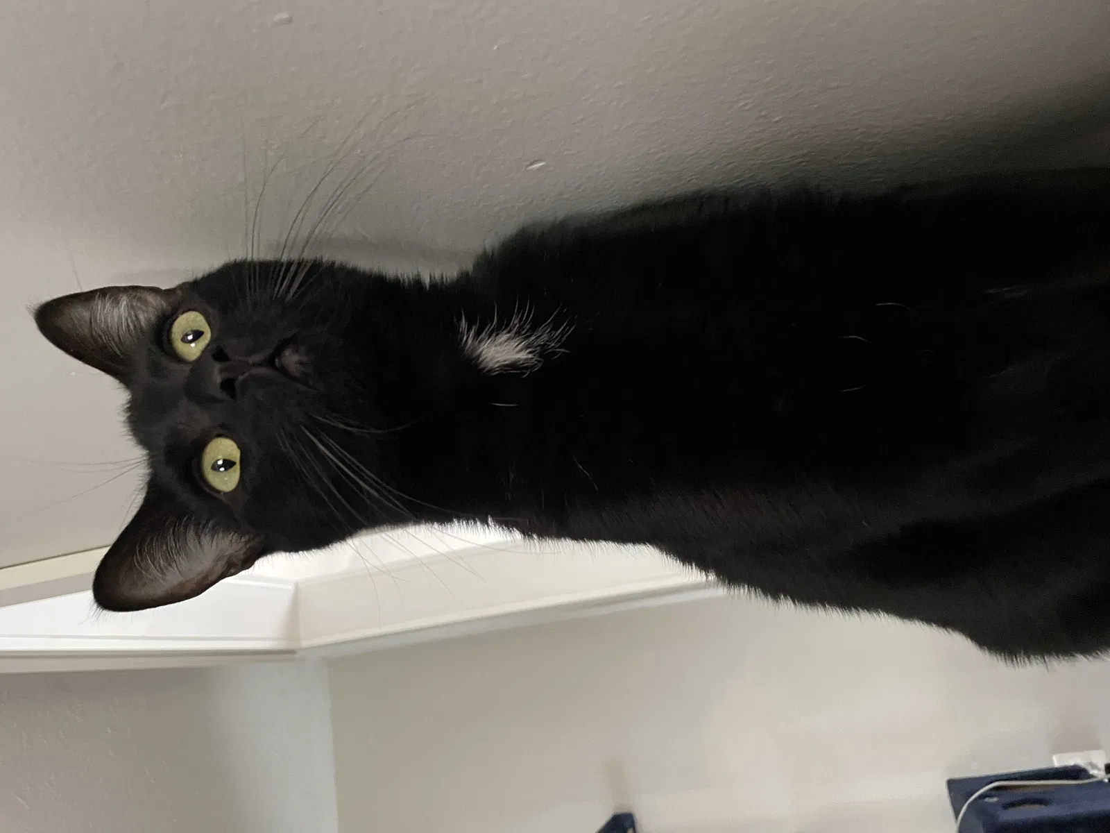 Lost cat in Springfield, MO, 65807