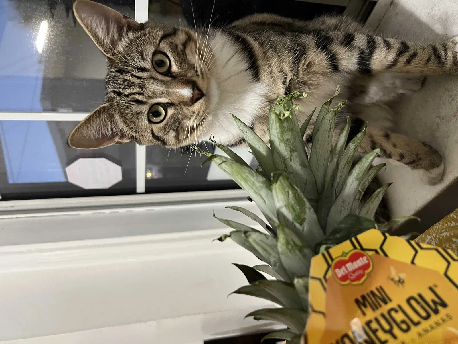 Lost cat in Monterey Park, CA, 91755
