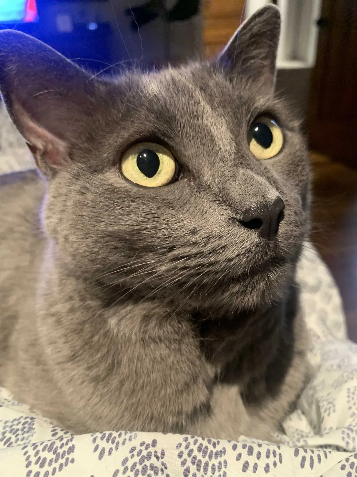 Lost cat in Del Mar, CA, 92014