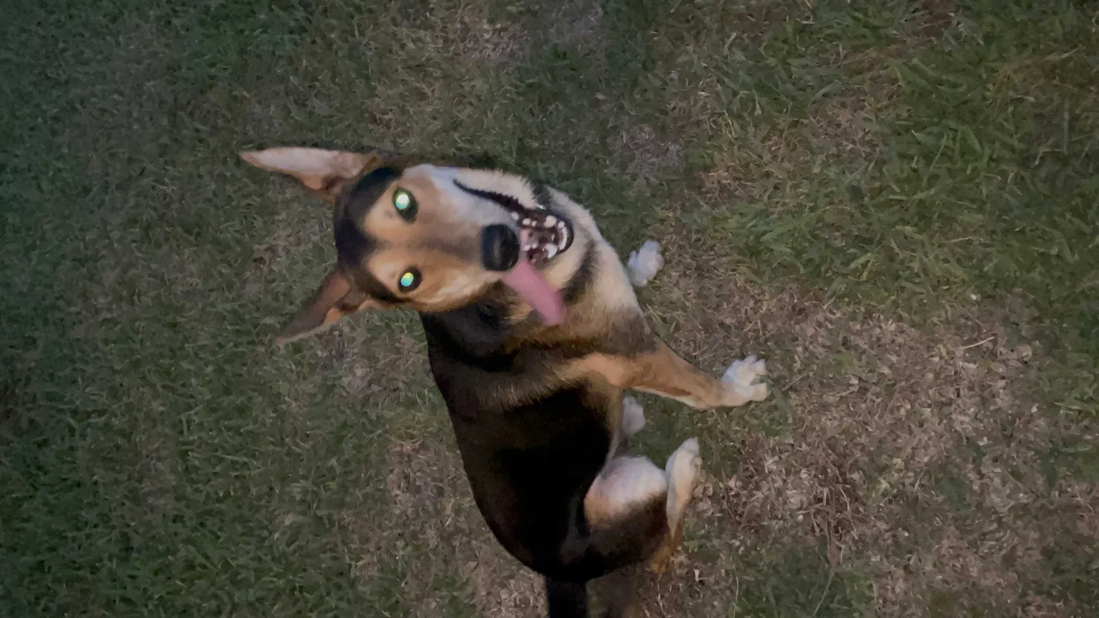 Lost dog in Houston, TX, 77034