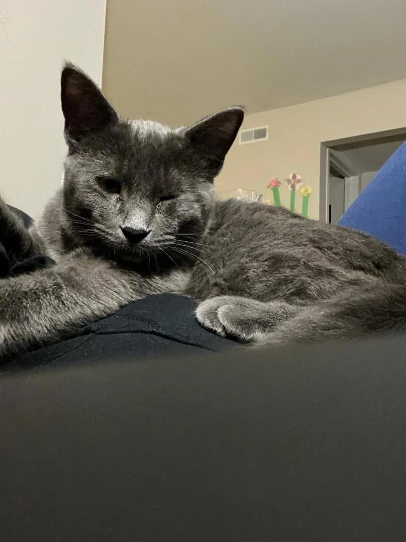 Lost cat in Farmington, MI, 48335