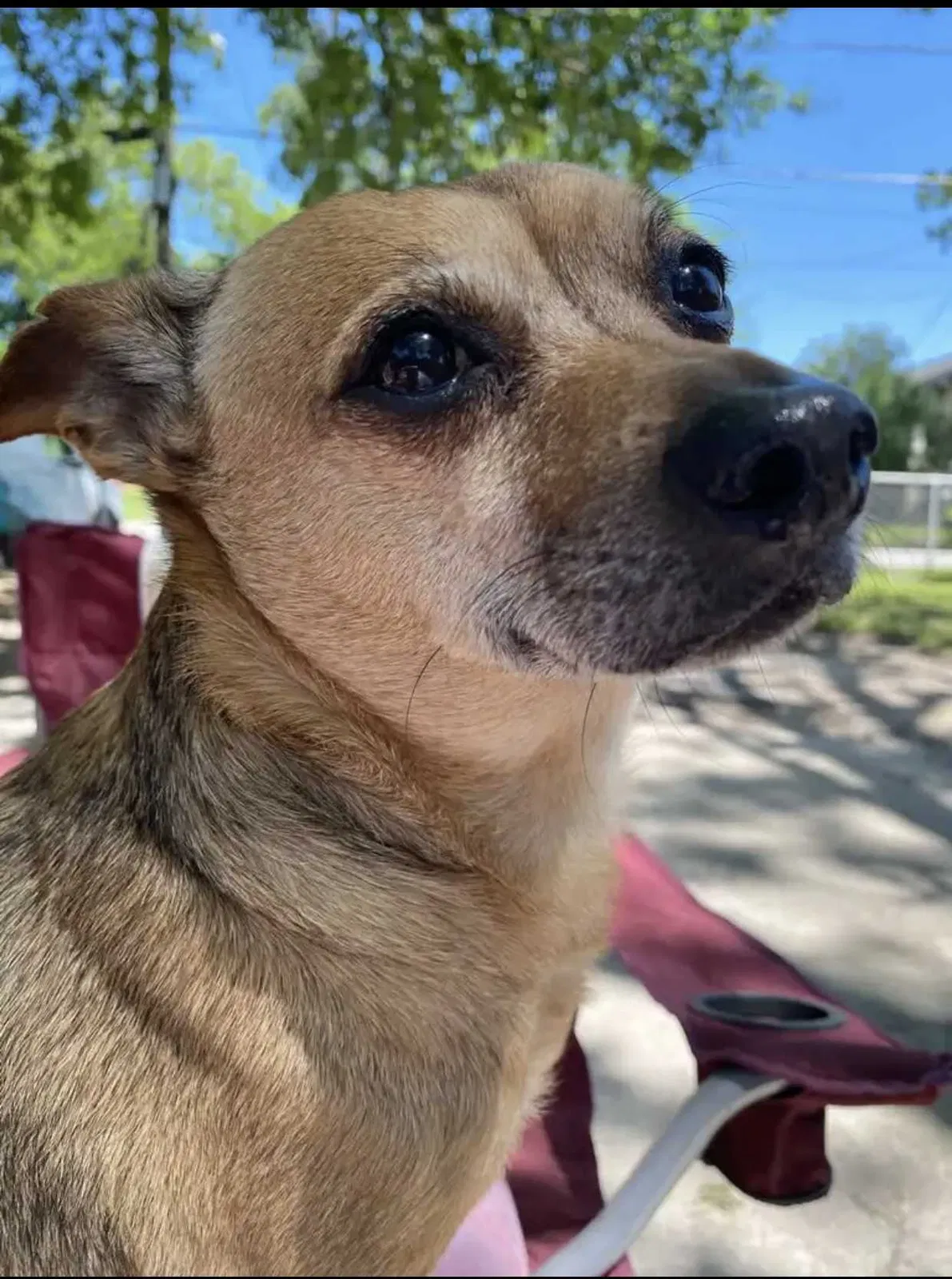 Lost dog in Houston, TX, 77009