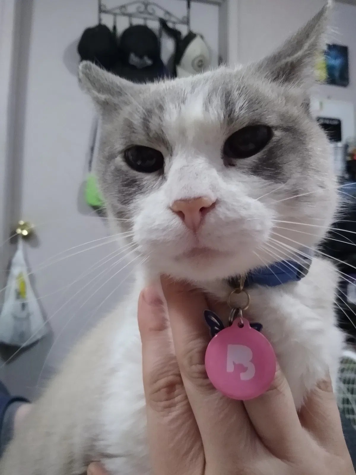 Lost cat in Gig Harbor, WA, 98332