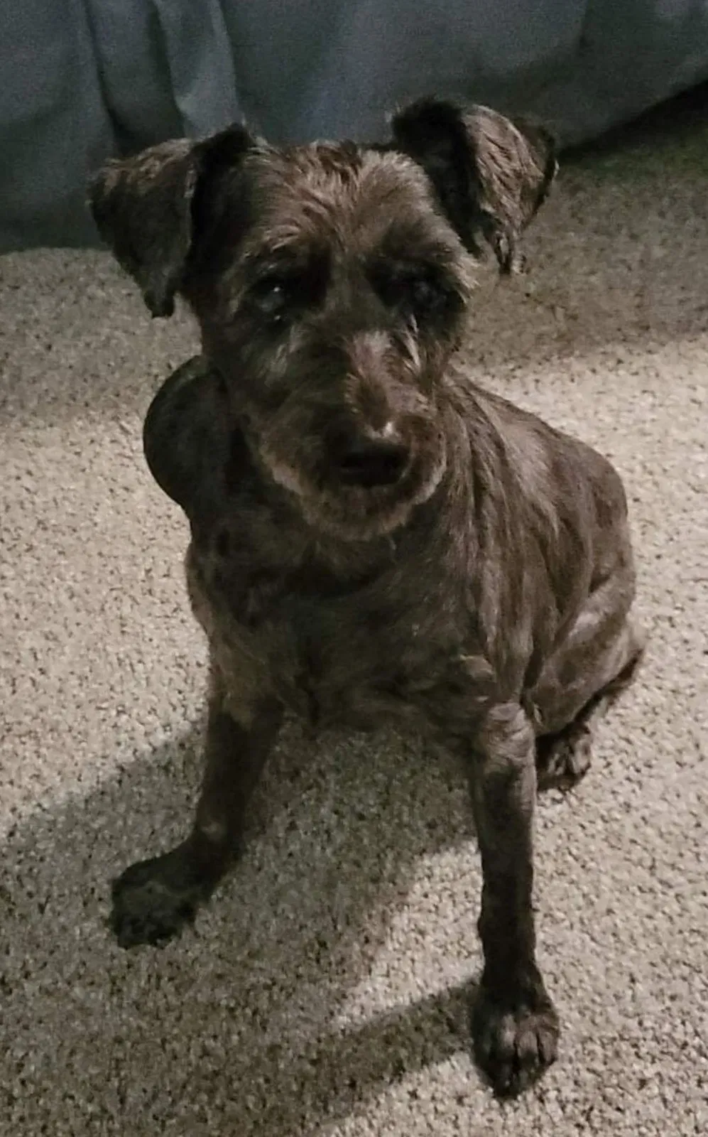 Lost dog in Houston, TX, 77059