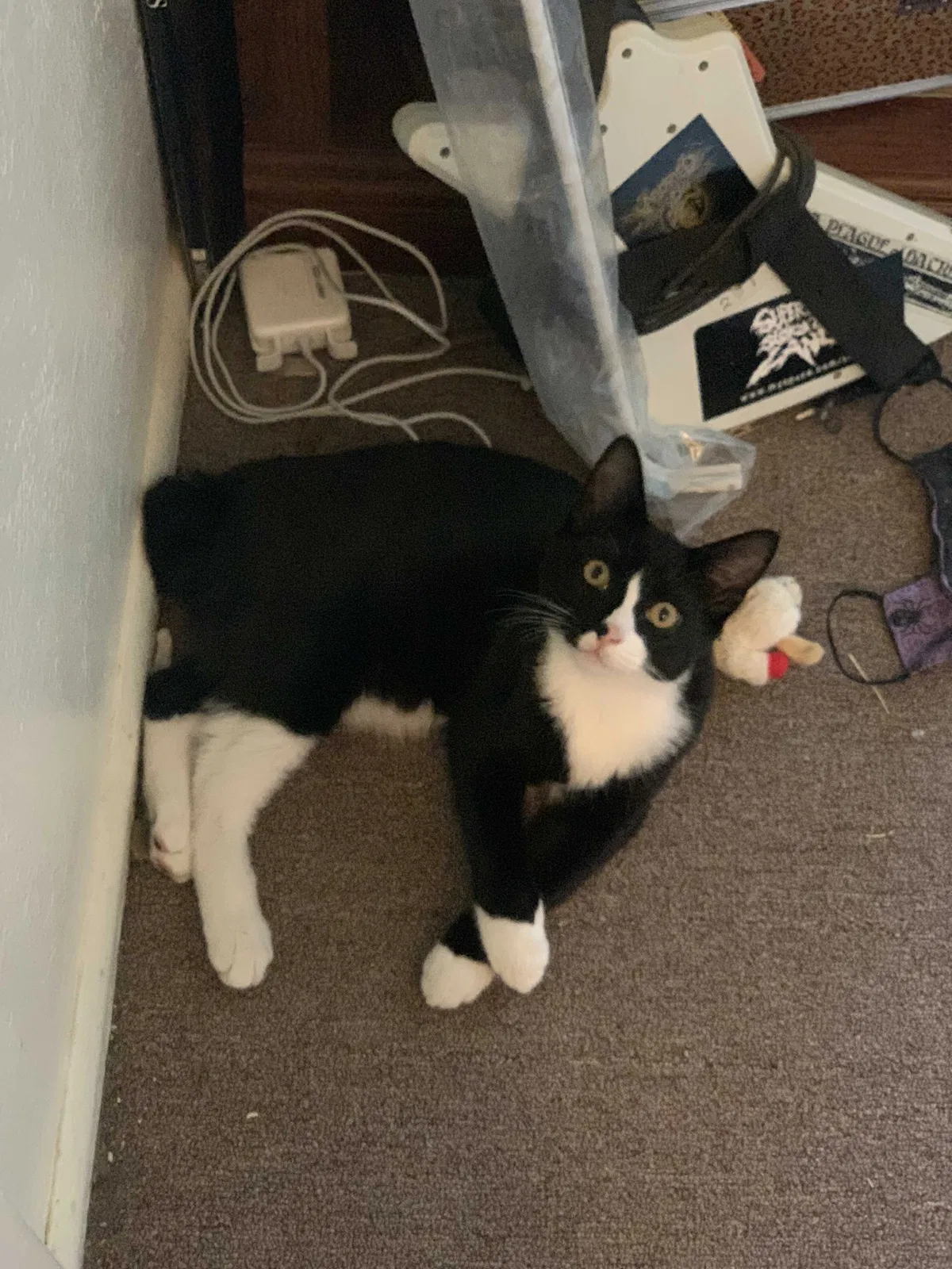 Lost cat in Eugene, OR, 97402