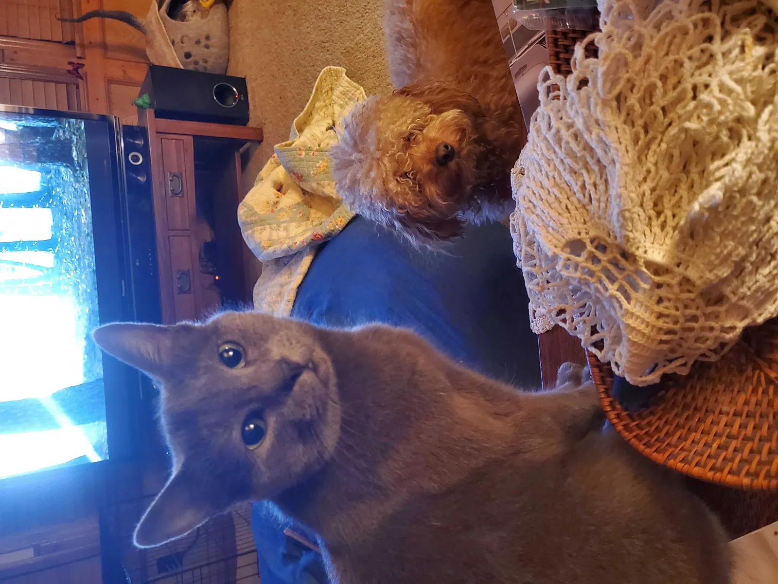 Lost cat in Olathe, KS, 66062