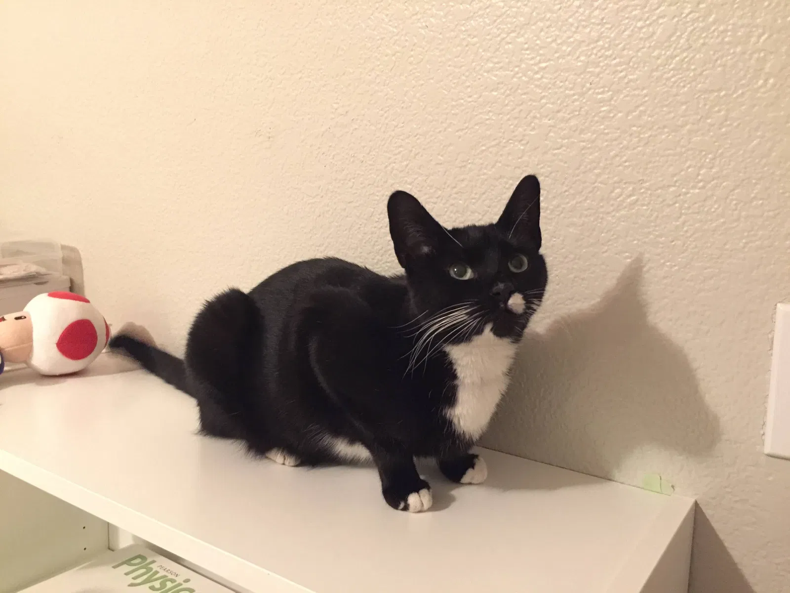 Lost cat in El Dorado Hills, CA, 95762
